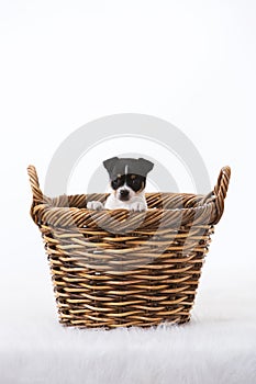 Puppy in wicker basket