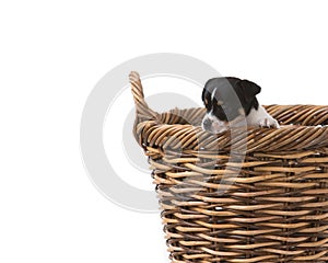 Puppy in wicker basket