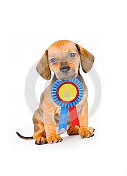 Puppy Winner photo