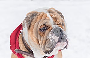 Puppy winter portrait