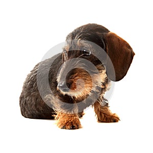 Puppy Wire Haired Dachshund photo