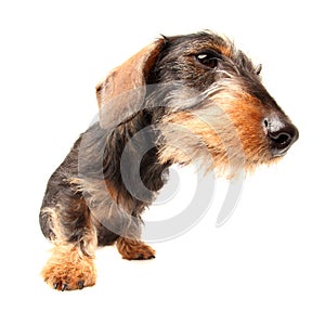 Puppy Wire Haired Dachshund