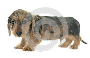 Puppy Wire haired dachshund