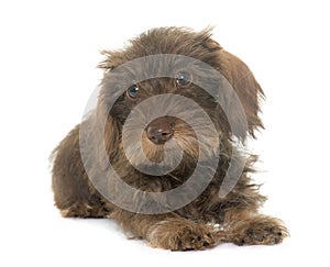 Puppy Wire haired dachshund