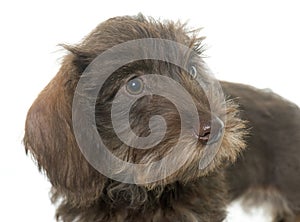 Puppy Wire haired dachshund