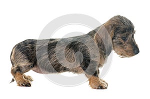 Puppy Wire haired dachshund