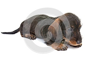 Puppy Wire-haired Dachshund