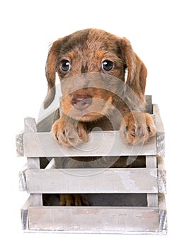 Puppy Wire-haired Dachshund