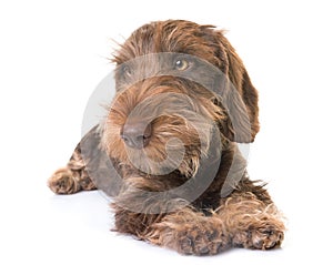 Puppy Wire-haired Dachshund