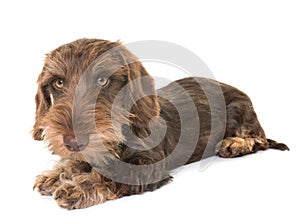 Puppy Wire-haired Dachshund