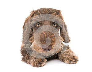 Puppy Wire-haired Dachshund