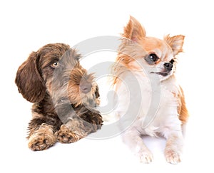 Puppy Wire-haired Dachshund and chihuahua