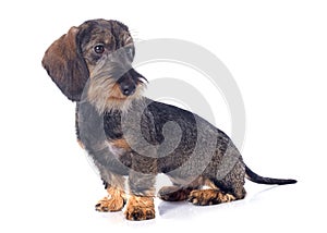 Puppy Wire haired dachshund photo