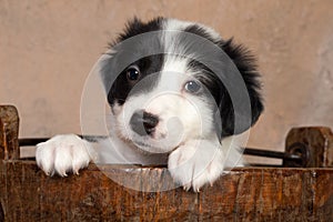 Puppy in a wooden bucket