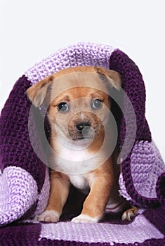 Puppy wrapped in purple blanket