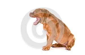 Puppy Yawning out loud