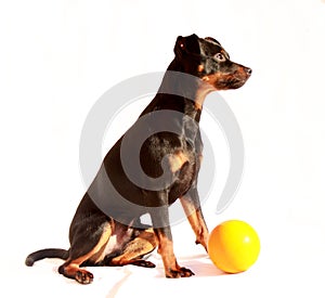 Puppy with a yellow ball photo