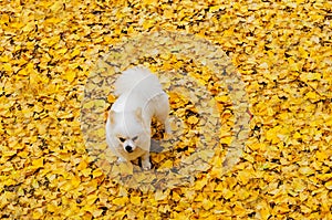 Puppy on yellow ginkgo leaves