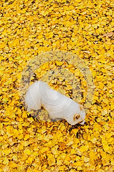 Puppy on yellow ginkgo leaves