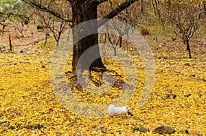 Puppy on yellow ginkgo leaves
