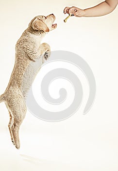 Puppy yellow labrador jumping for food