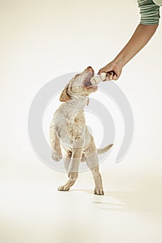 Puppy yellow labrador jumping for food