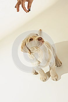 Puppy yellow labrador waiting for food