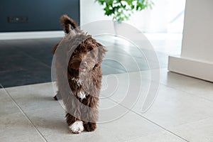 Puppy Yorkiepoo rests at home. Cute designer breed little dog, yorkshire terrier and poodle mix