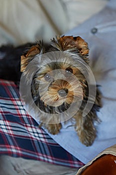 Puppy Yorkshire Terrier