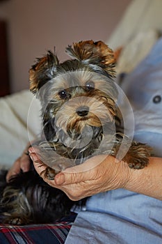 Puppy Yorkshire Terrier