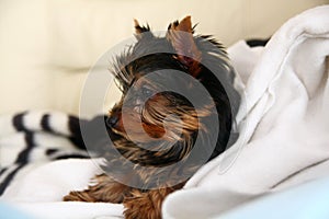 Puppy of Yorkshire terrier