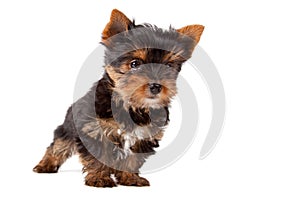 Puppy of Yorkshire Terrier