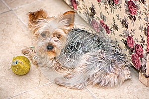 Puppy Yorkshire Terrier in hause