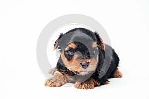 Puppy yorkshire terrier lie on white background