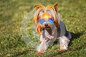 puppy of yorkshire terrier small dog with in blue sunglasses on green grass blurred background