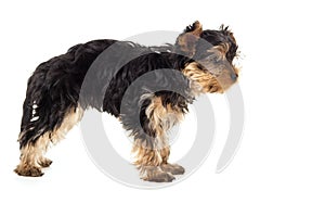 Puppy yorkshire terrier stands isolated