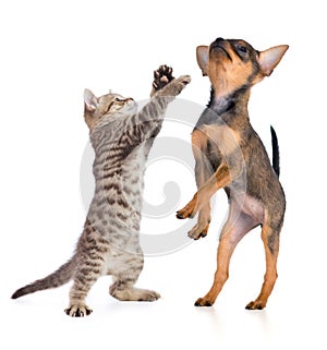 Puppy and young cat isolated on white