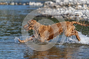 Puppy young dog English cocker spaniel while running in the water
