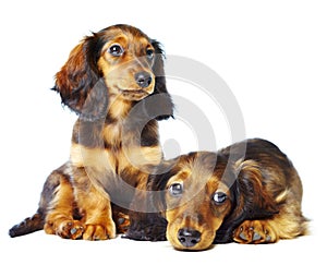 Puppys dachshund