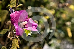 Puprle and pink hibiscus flowers in bloom with foliage seen up close