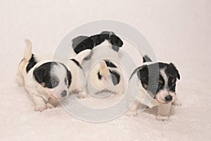 Pups 3,5 weeks old. Group of purebred very small Jack Russell Terrier baby dogs