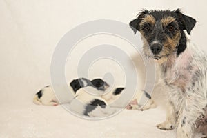 Pups 3,5 weeks old. Purebred newborn very small Jack Russell Terrier puppy dogs wiht her bitch. Mother dog sits next to it and