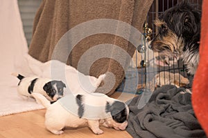 Pups 3 weeks old.  Purebred newborn very small Jack Russell Terrier puppy dogs wiht her bitch. A cute little doggy peeing on the