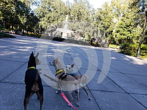 Pups adventure to Forsyth Park Savannah Georgia
