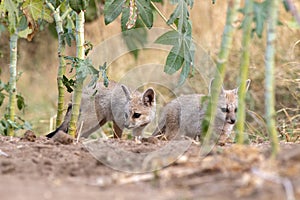 Pups of Bengal fox or Vulpes bengalensis observed near Nalsarovar in Gujarat