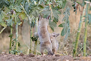 Pups of Bengal fox or Vulpes bengalensis observed near Nalsarovar in Gujarat