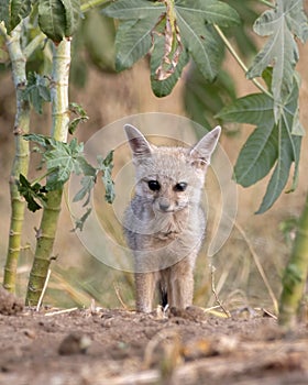 Pups of Bengal fox or Vulpes bengalensis observed near Nalsarovar in Gujarat