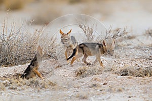 Pups of a black backed jackal playing