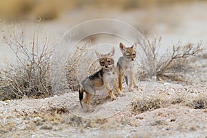 Pups of a black backed jackal playing