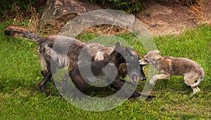 Pups and Black Phase Grey Wolf (Canis lupus) Play